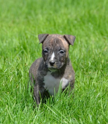 Les chiots de American Staffordshire Terrier
