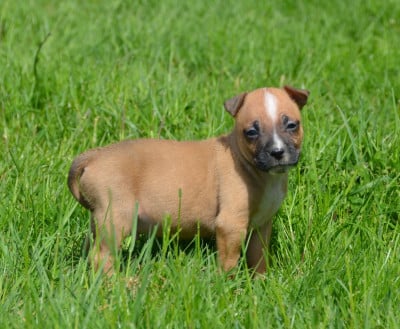 Les chiots de American Staffordshire Terrier