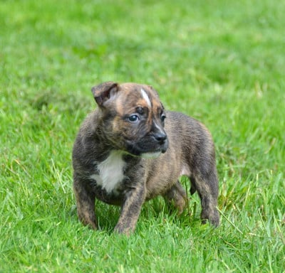 Les chiots de American Staffordshire Terrier