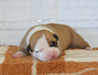 Les chiots de American Staffordshire Terrier