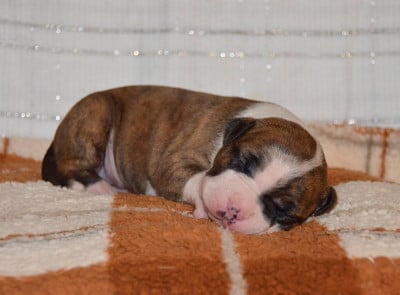 Les chiots de American Staffordshire Terrier