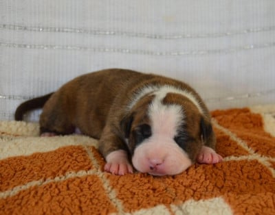 Les chiots de American Staffordshire Terrier