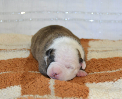 Les chiots de American Staffordshire Terrier