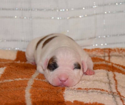 Les chiots de American Staffordshire Terrier