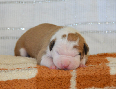 Les chiots de American Staffordshire Terrier