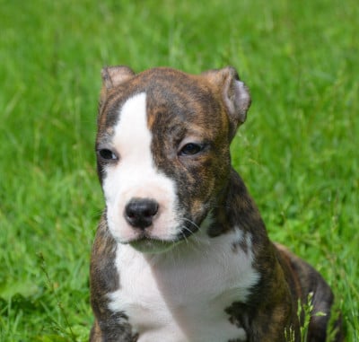 Les chiots de American Staffordshire Terrier