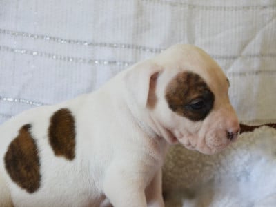 Les chiots de American Staffordshire Terrier