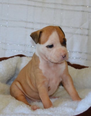 Les chiots de American Staffordshire Terrier