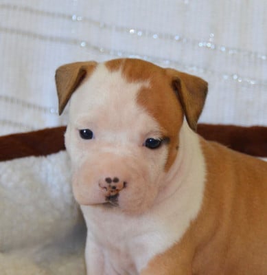 Les chiots de American Staffordshire Terrier