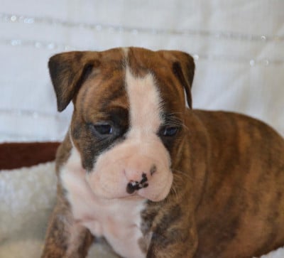 Les chiots de American Staffordshire Terrier