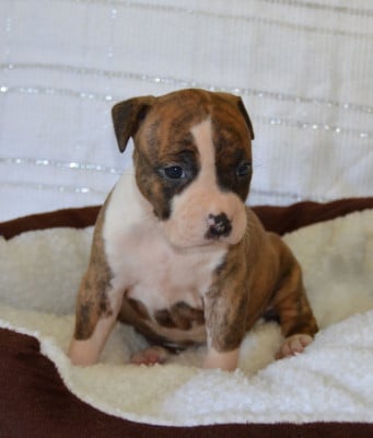 Les chiots de American Staffordshire Terrier