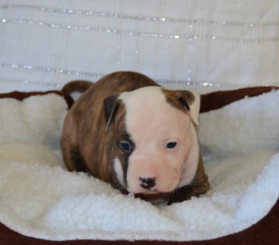 Les chiots de American Staffordshire Terrier
