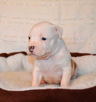 Les chiots de American Staffordshire Terrier