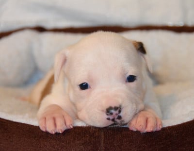 Les chiots de American Staffordshire Terrier