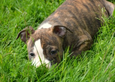 Les chiots de American Staffordshire Terrier
