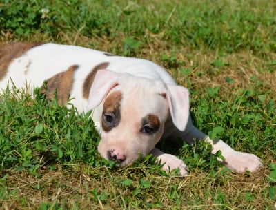 Les chiots de American Staffordshire Terrier