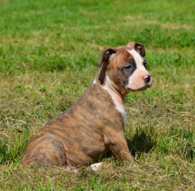 Les chiots de American Staffordshire Terrier