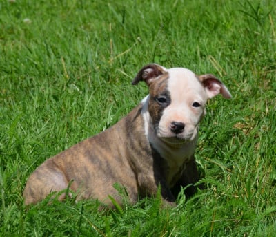 Les chiots de American Staffordshire Terrier