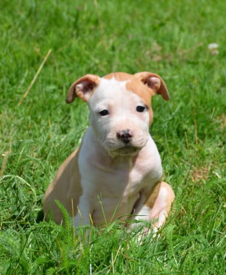 Les chiots de American Staffordshire Terrier