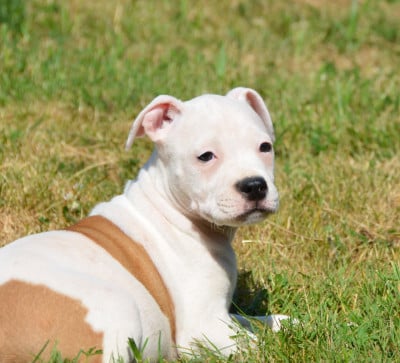 Les chiots de American Staffordshire Terrier