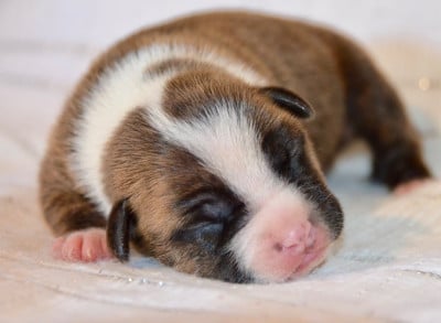 Les chiots de American Staffordshire Terrier