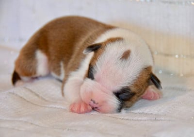 Les chiots de American Staffordshire Terrier