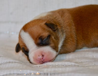 Les chiots de American Staffordshire Terrier