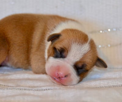 Les chiots de American Staffordshire Terrier