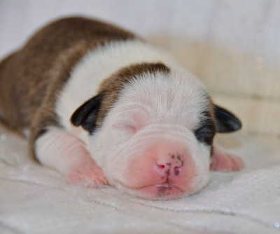 Les chiots de American Staffordshire Terrier