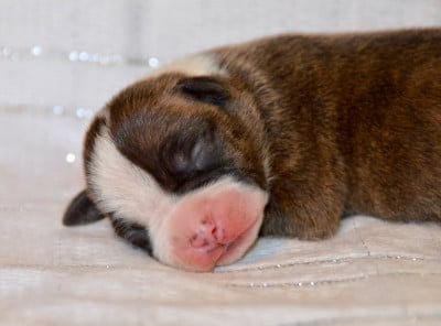 Les chiots de American Staffordshire Terrier