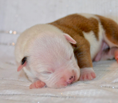 Les chiots de American Staffordshire Terrier