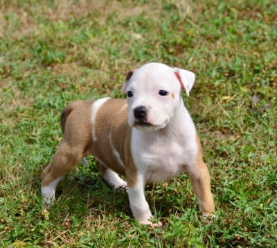 Les chiots de American Staffordshire Terrier