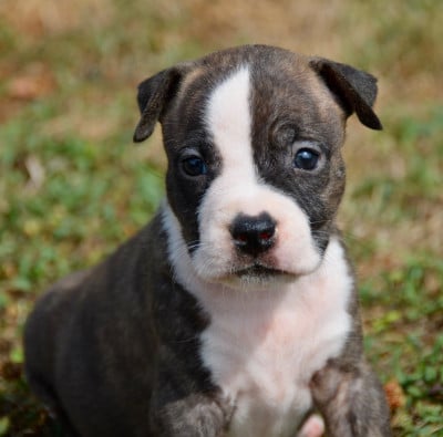 Les chiots de American Staffordshire Terrier