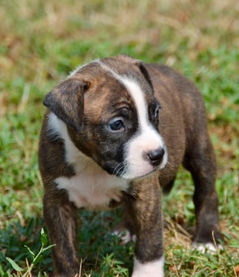 Les chiots de American Staffordshire Terrier