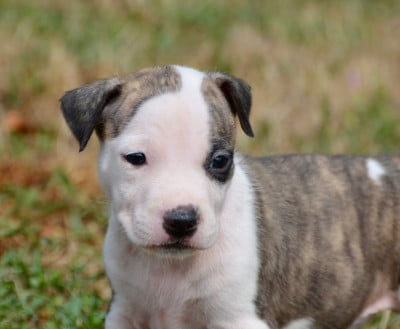 Les chiots de American Staffordshire Terrier