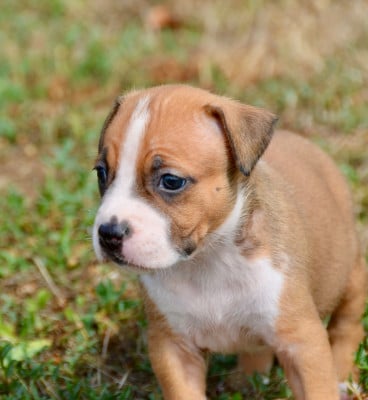 Les chiots de American Staffordshire Terrier