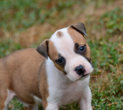 Les chiots de American Staffordshire Terrier