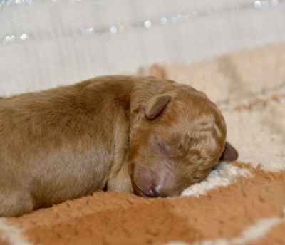 Les chiots de Caniche