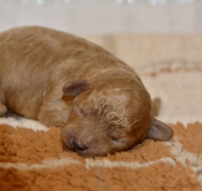 Les chiots de Caniche