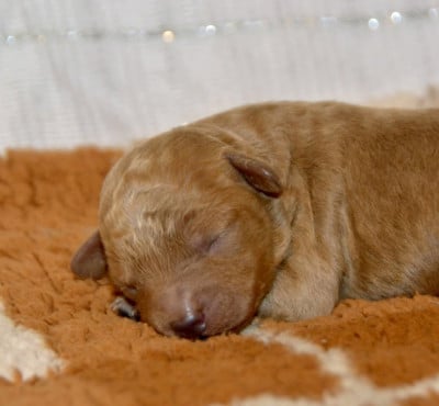 Les chiots de Caniche