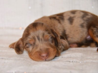 Les chiots de Teckel poil long