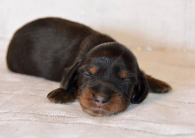Les chiots de Teckel poil long