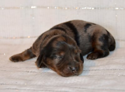 Les chiots de Teckel poil long