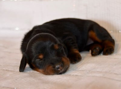 Les chiots de Teckel poil long