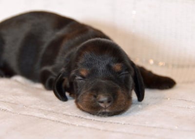 Les chiots de Teckel poil long
