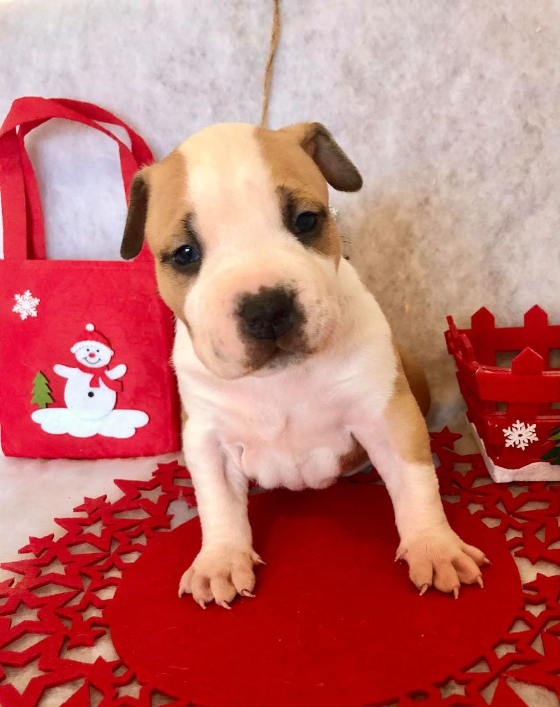 Rasengan Konoa - American Staffordshire Terrier