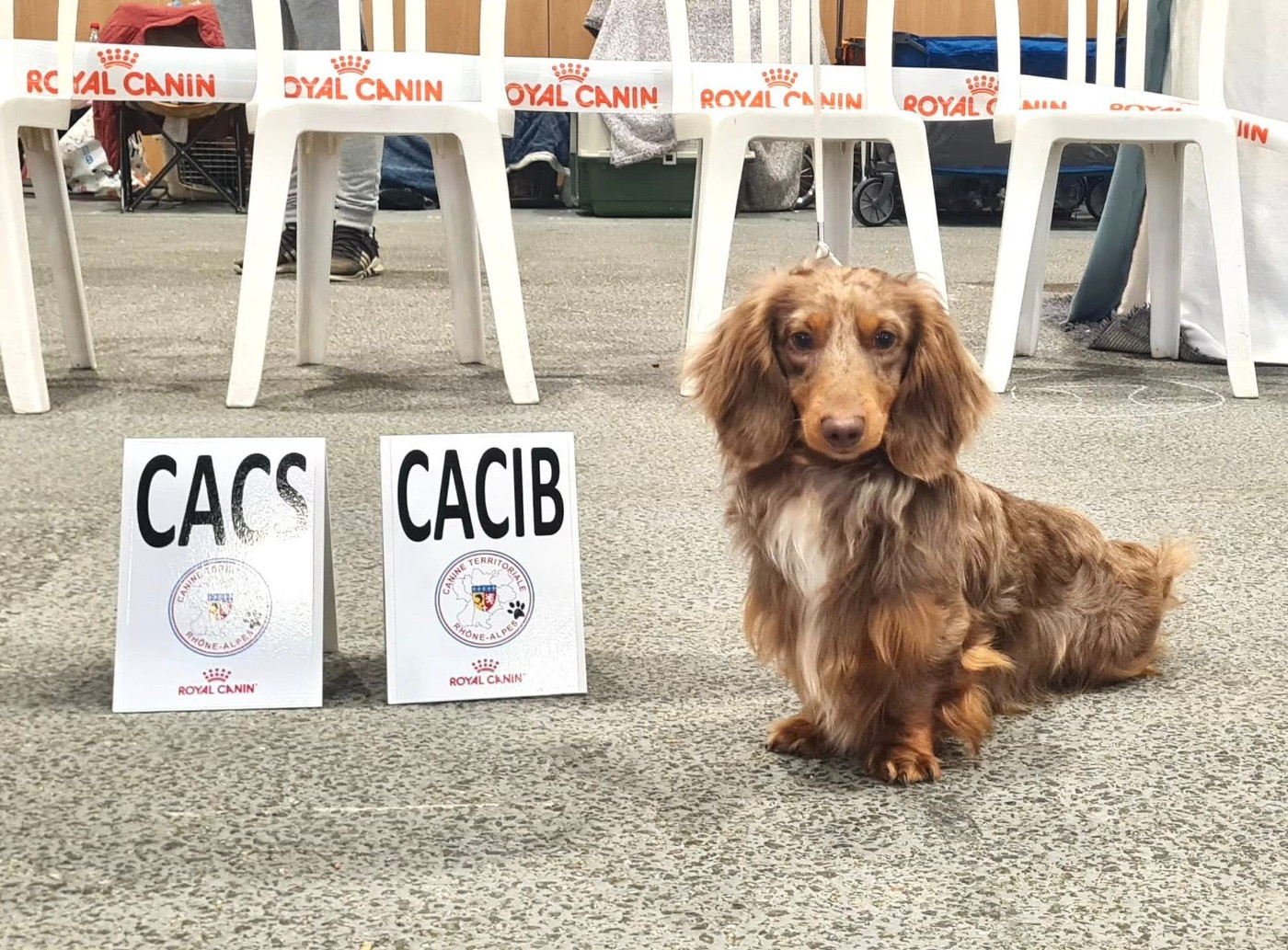 Littl Fut Lacon - 1er Excellent - CACS - CACIB - BOS