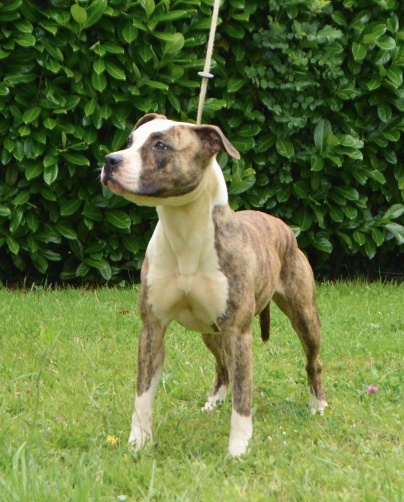 Dreams Maker's U catch my soul - 1ère Excellent-CACS-J