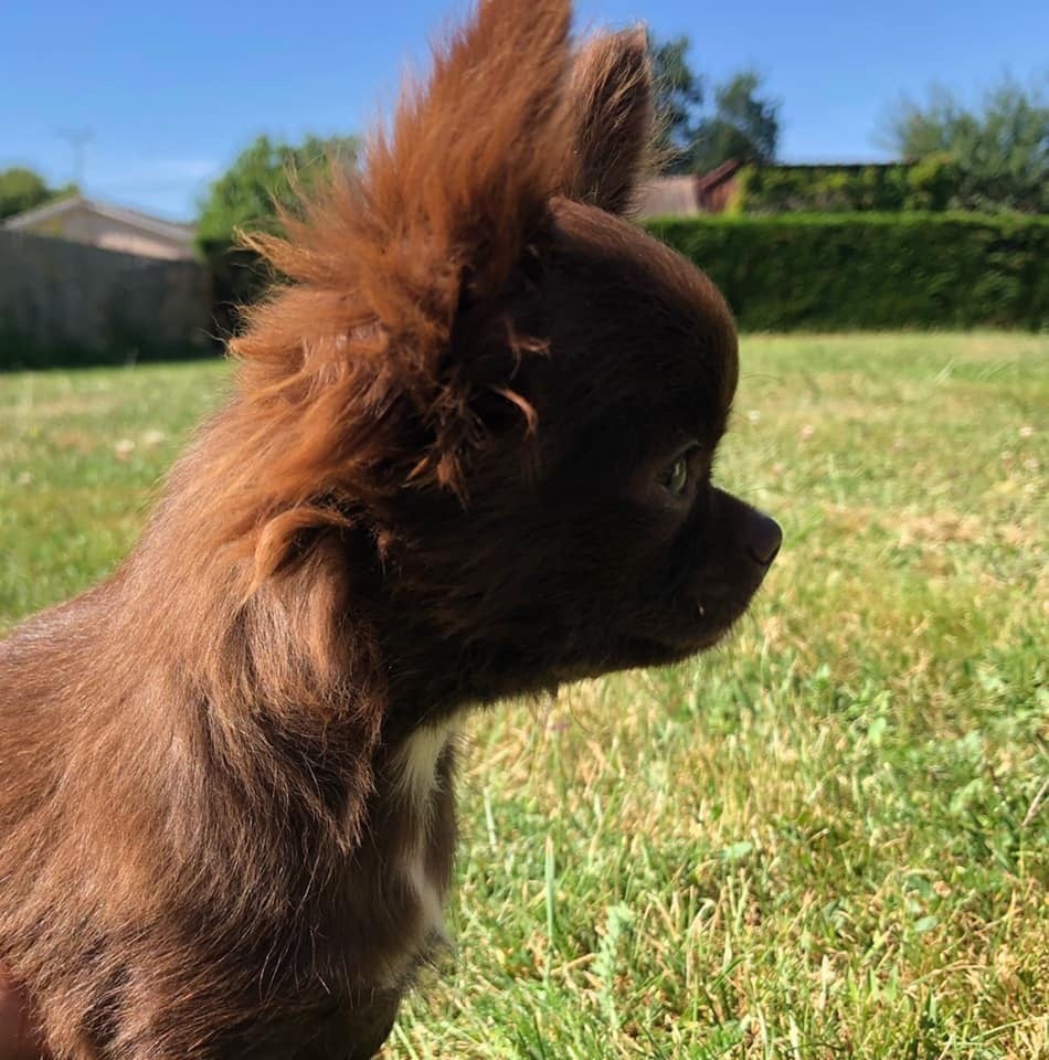 Rubi Du Rêve Des Lutins