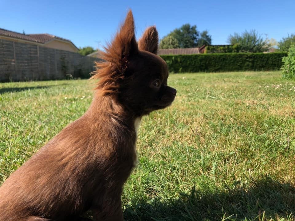 Rubi Du Rêve Des Lutins